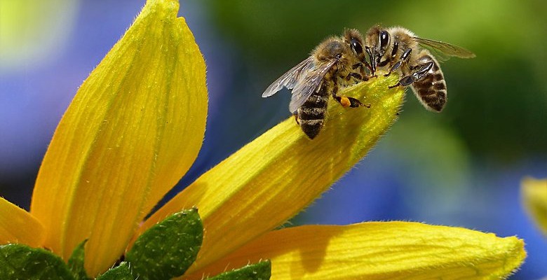 Comment sauver les abeilles normandes ?